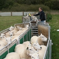 Weighing and Body Conditioning Ewes