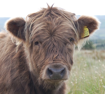 Highland Calf