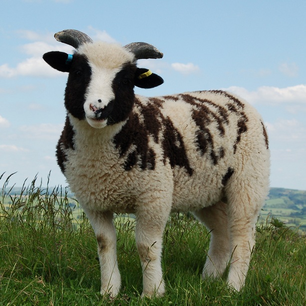 Solution for Pedigree Sheep Breeding