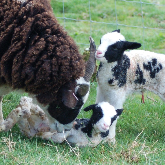 Solution for Pedigree Sheep Breeding