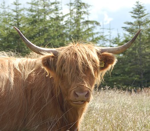 Scottish Highland Cow