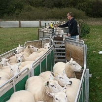 Weighing Solutions for Sheep